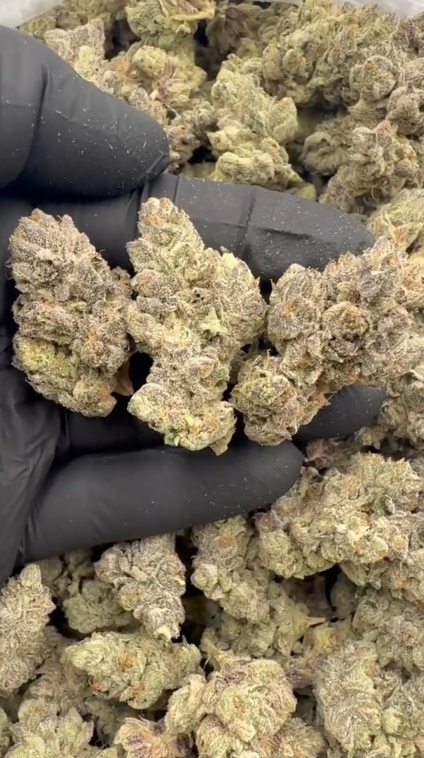 Biscotti X Rainbow Beltz