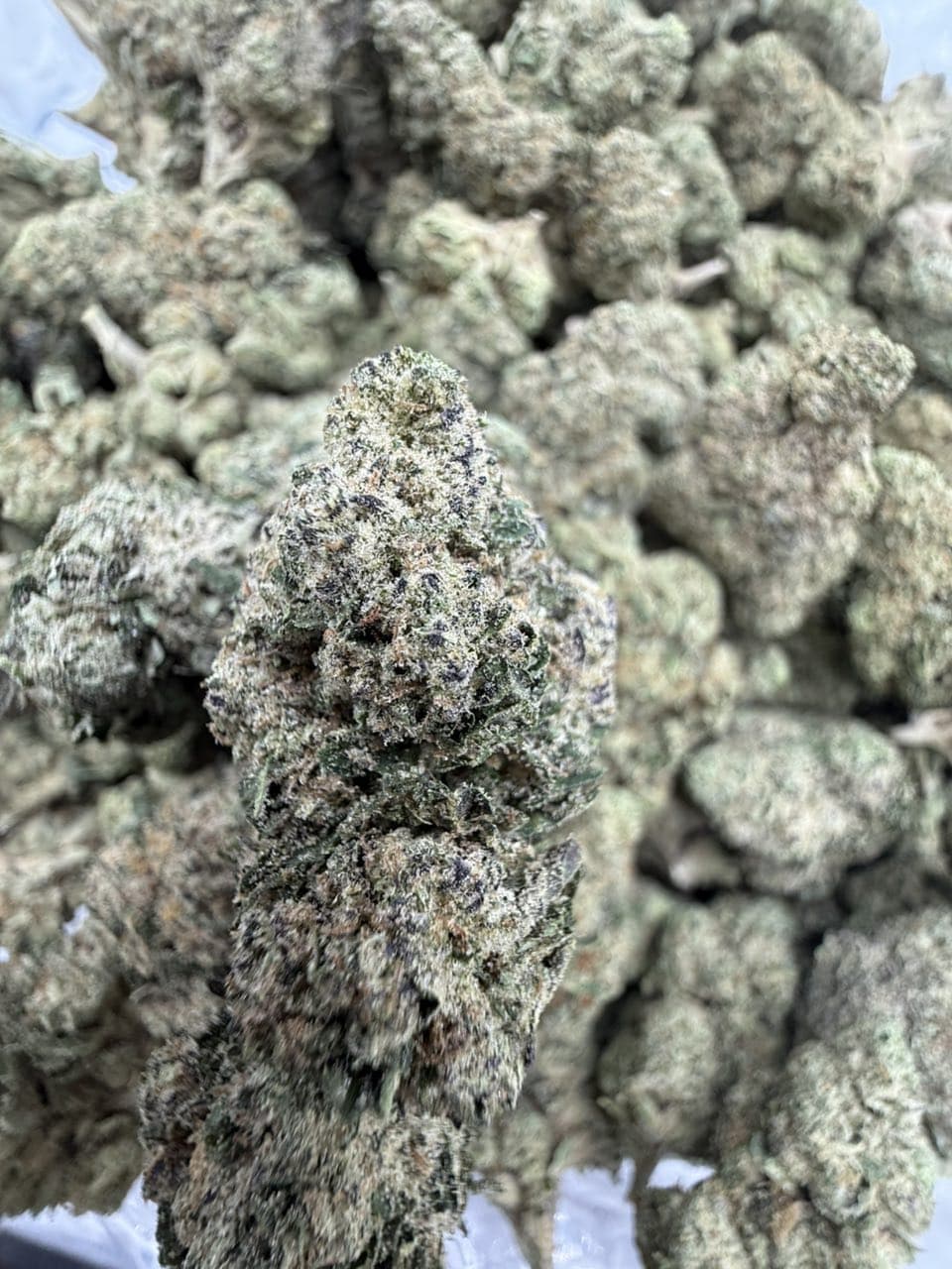 Roscoes Runtz Strain | Premium Exotic Flower Experience