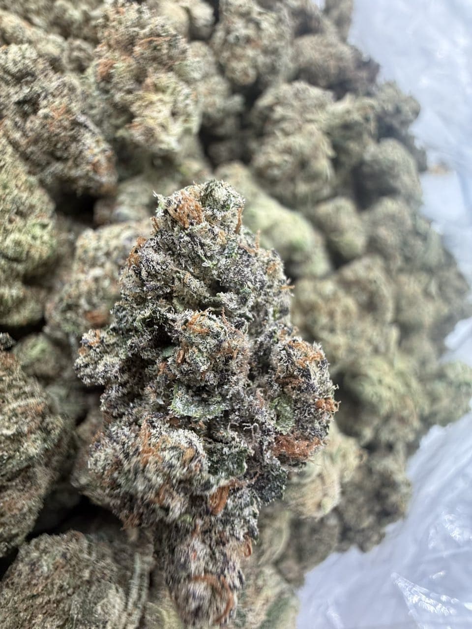 SHERBHEAD by Hall of Flowers Distro | Exotic Strain
