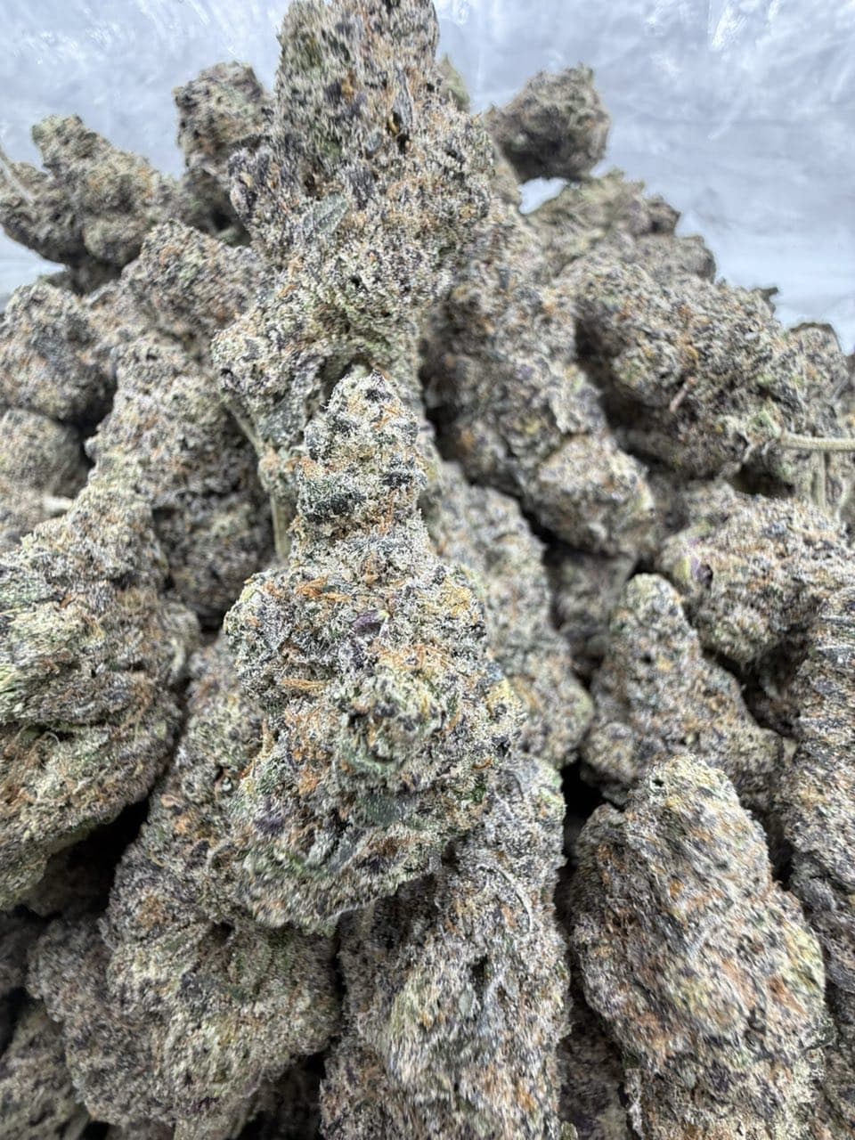 ARTIC GUSHERS by Hall of Flowers Distro | Exotic Weed